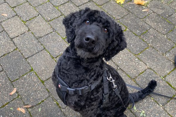 Hund2 Hund2